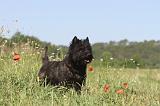 CAIRN TERRIER 013